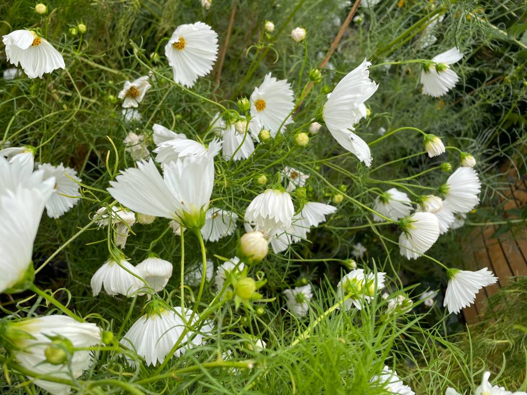 Plant name: White Cupcake Cosmos Cosmos bipinnatus 